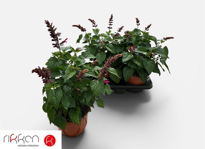 <h4>SALVIA  LAKE FLAMING</h4>