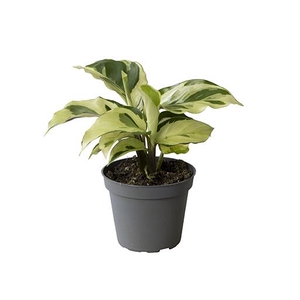 CALATHEA SPECIES P6 YELLOW MIRACLE