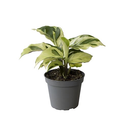 <h4>CALATHEA SPECIES P6 YELLOW MIRACLE</h4>