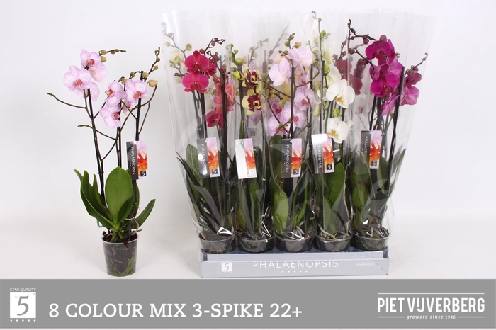 <h4>PHAL GEM 8 KL</h4>