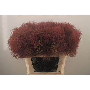 COTINUS C MAG TORCH*