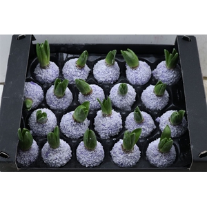 Wax Hyacinth Snow Lavendel