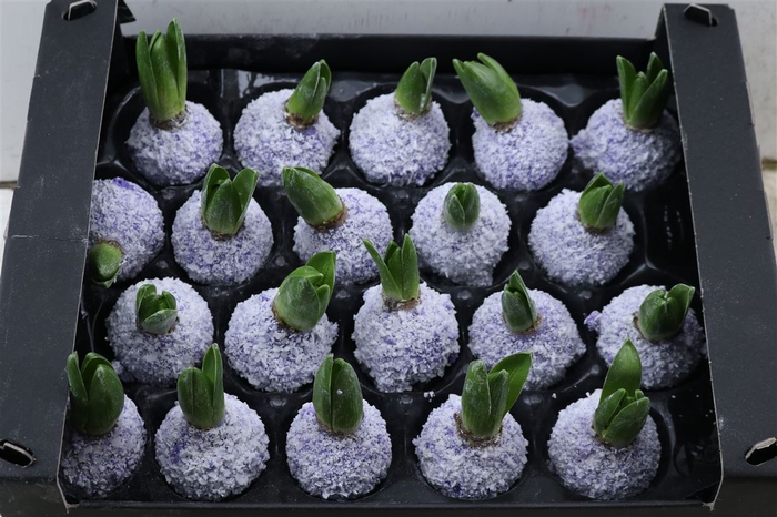 <h4>Wax Hyacinth Snow Lavendel</h4>