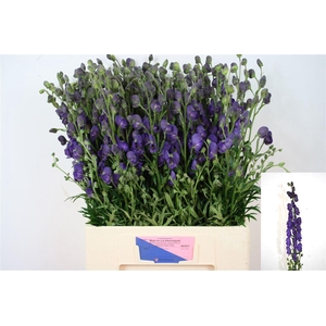 Aconitum Na Pyramidale
