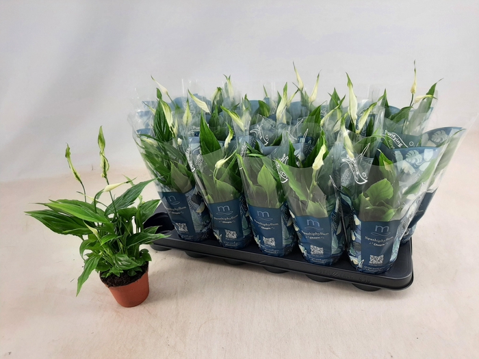 <h4>SPATH CHOPIN</h4>