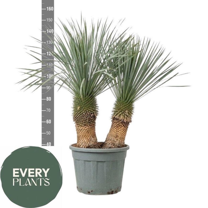 <h4>YUC ROSTRATA</h4>