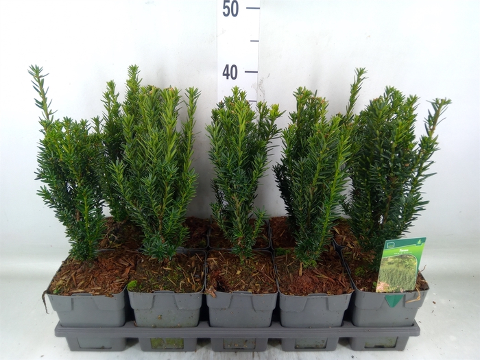 <h4>Taxus media 'Hillii'</h4>