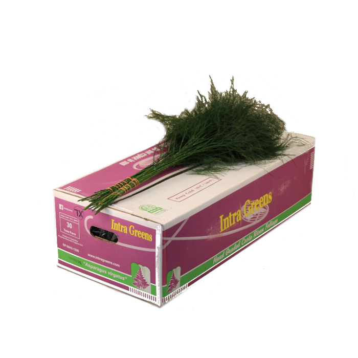 <h4>TREEFERN  XL CR</h4>