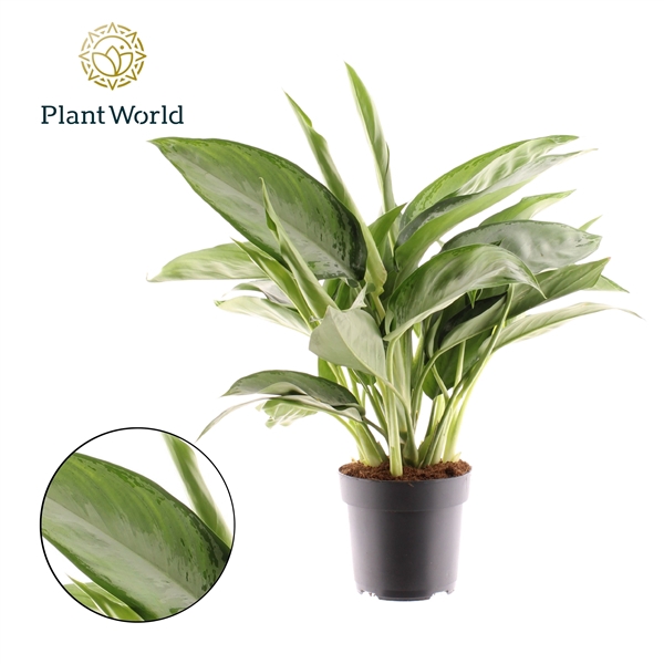 <h4>Aglaonema Silverado</h4>