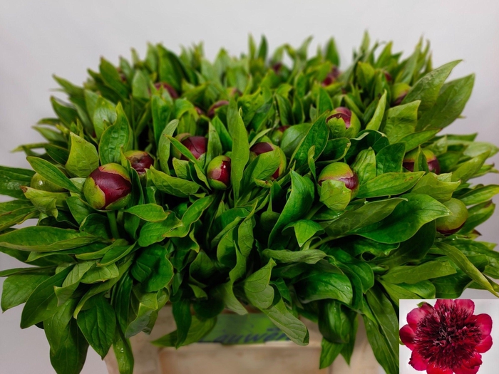 <h4>PAEO RED CHARM</h4>