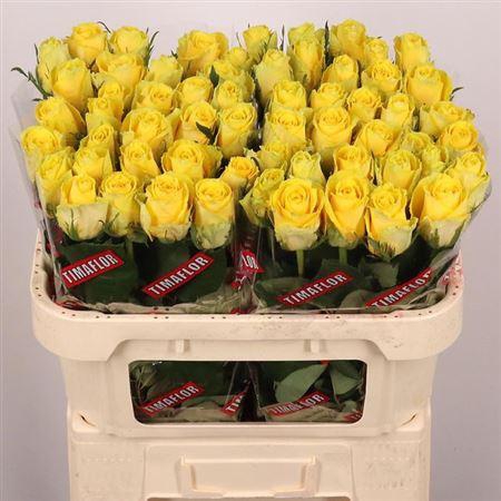 <h4>R Gr Good Times</h4>