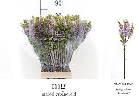 <h4>Syr V Lavaliensis 80cm 4+</h4>