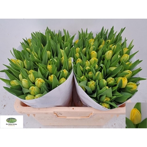 TU DU YELLOW DIAMOND