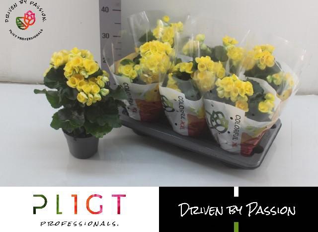 <h4>Beg Hl Nadine</h4>