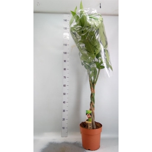 Pachira aquatica