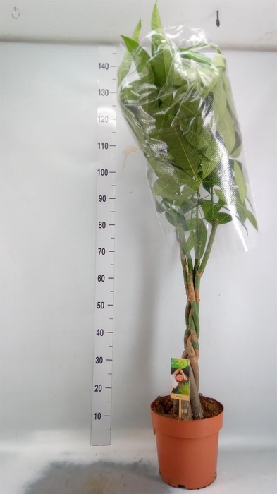 <h4>Pachira aquatica</h4>