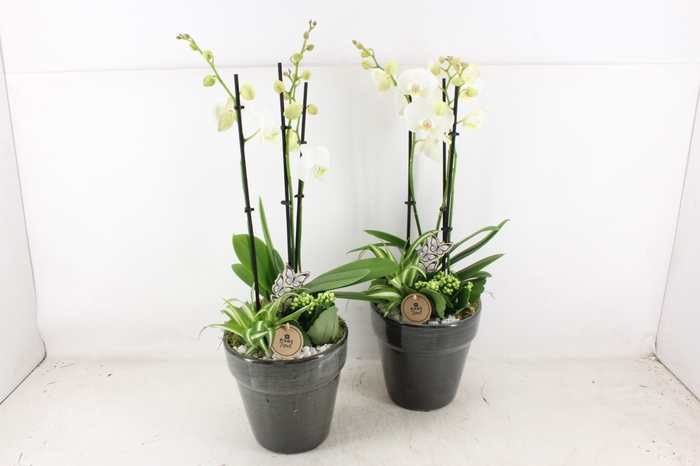 <h4>arr2 PL - Ker. pot glazed grey Phal.</h4>