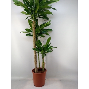 Dracaena frag. 'Golden Coast'