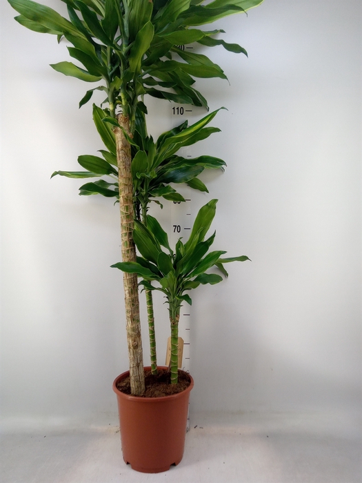 <h4>Dracaena frag. 'Golden Coast'</h4>