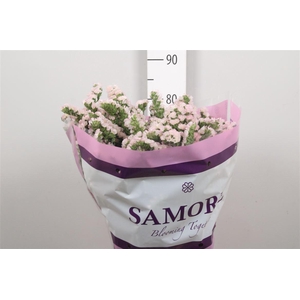 Lim S Apricot Sun Birds