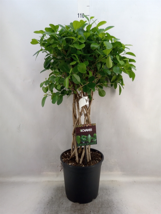 <h4>Ficus microcarpa 'Moclame'</h4>