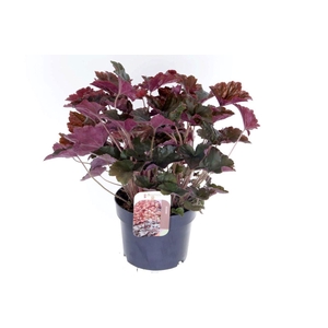 Heuchera micrantha Palace Purple