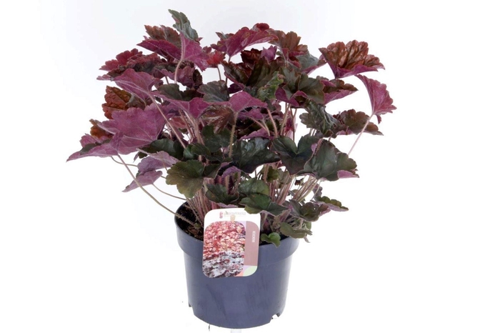 <h4>Heuchera micrantha Palace Purple</h4>