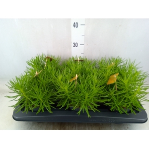 Senecio archeri 'Himalaya'