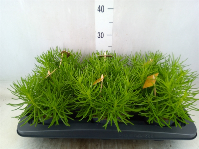 <h4>Senecio archeri 'Himalaya'</h4>