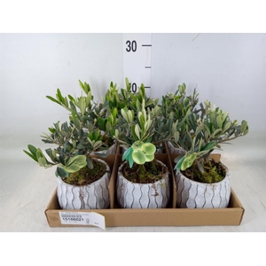 Arr.   Tuinplanten L%