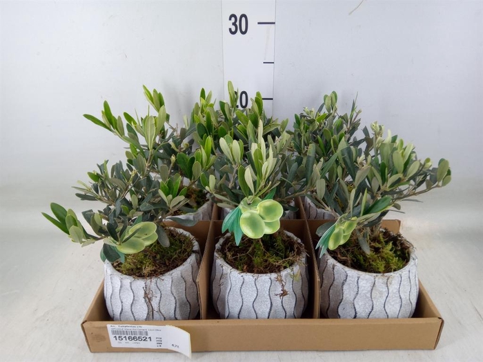 <h4>Arr.   Tuinplanten L%</h4>