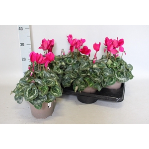 Cyclamen  Super Serie XXL Dark Violet