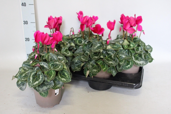 <h4>Cyclamen  Super Serie XXL Dark Violet</h4>
