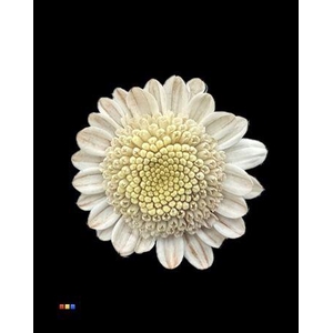 Chr T Stallion Dusty Taupe