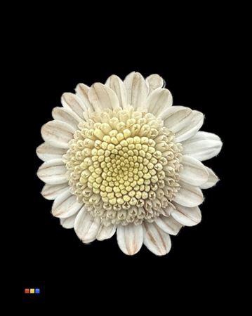 <h4>Chr T Stallion Dusty Taupe</h4>