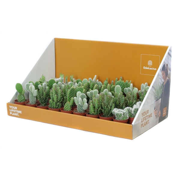 <h4>Opuntia mix 5,5 cm in grote showdoos your lifetime plant</h4>