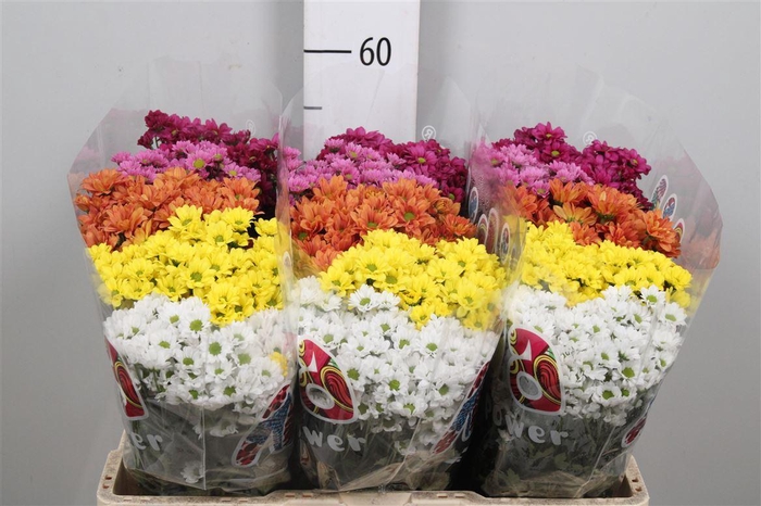 <h4>Chr S Mad Gem 5 Kl</h4>