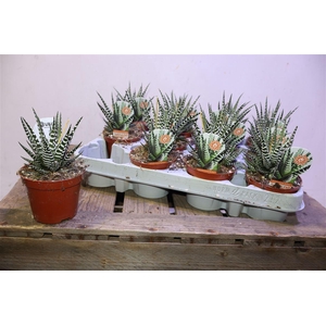 Haworthia F Big Band
