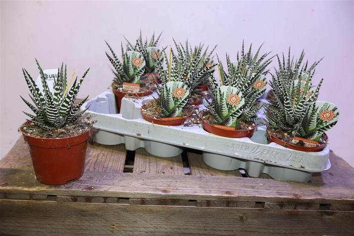 <h4>Haworthia F Big Band</h4>