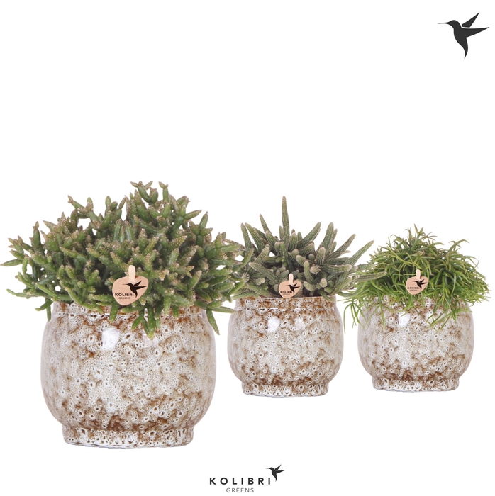 <h4>Rhipsalis   ...mix</h4>
