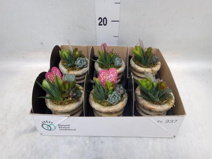 <h4>Arr.  Succulents L%</h4>