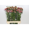 Scabiosa Focal Popsicle