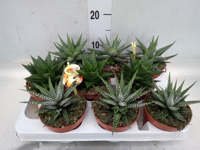 <h4>Haworthia   ...mix</h4>