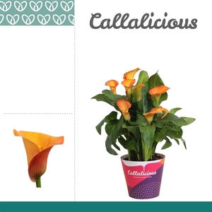 Zantedeschia Oranje in Potcover