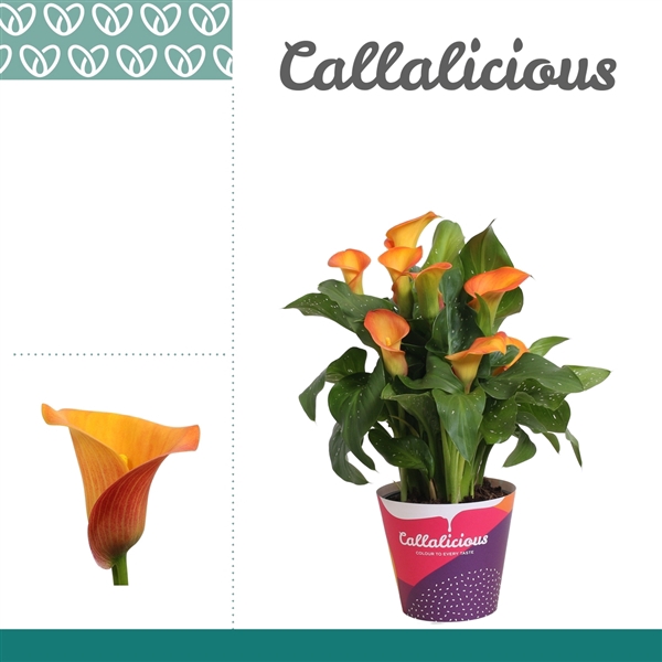 <h4>Zantedeschia Oranje in Potcover</h4>