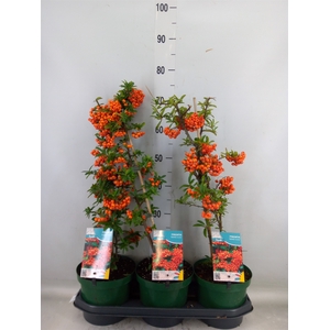 Pyracantha coccin. 'Orange Glow'