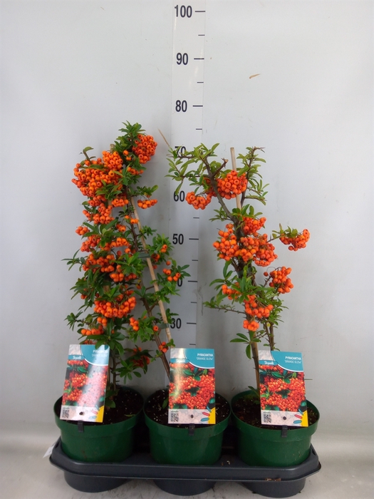 <h4>Pyracantha coccin. 'Orange Glow'</h4>