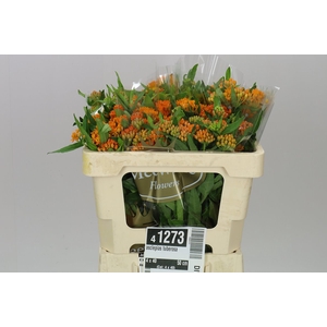 Asclepias Tuberosa