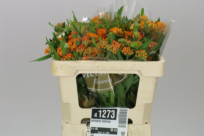 <h4>Asclepias Tuberosa</h4>