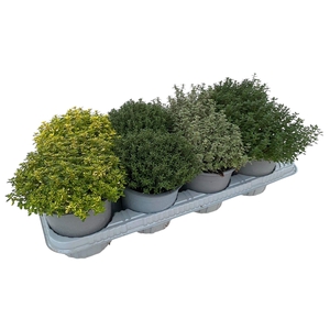 Thymus gemengd in tray